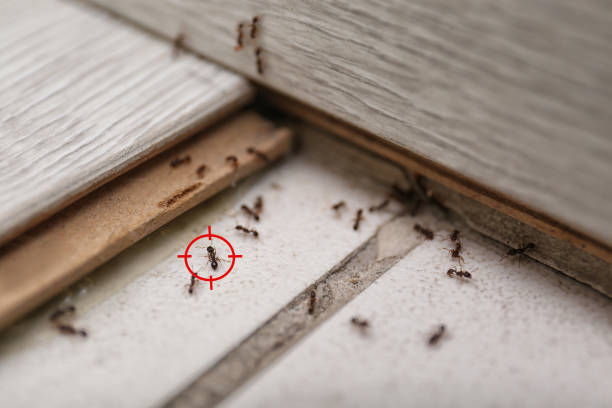 Best Affordable Pest Control Services  in Mccamey, TX