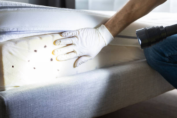 Best Flea Control Services  in Mccamey, TX