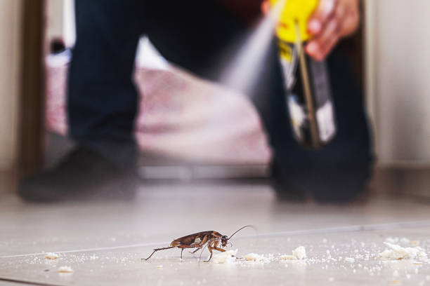 Spider Control Near Me in Mccamey, TX